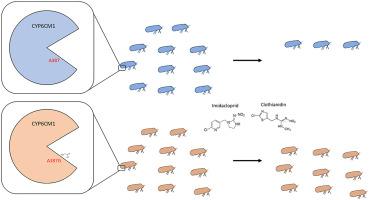 A single point mutation in the Bemisia tabaci cytochrome-P450 CYP6CM1 causes enhanced resistance to neonicotinoids