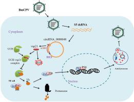 BmCPV replication is suppressed by the activation of the NF-κB/autophagy pathway through the interaction of vsp21 translated by vcircRNA_000048 with ubiquitin carboxyl-terminal hydrolase