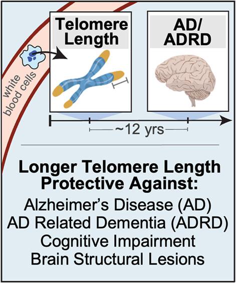 Mid-life leukocyte telomere length and dementia risk: An observational and mendelian randomization study of 435,046 UK Biobank participants