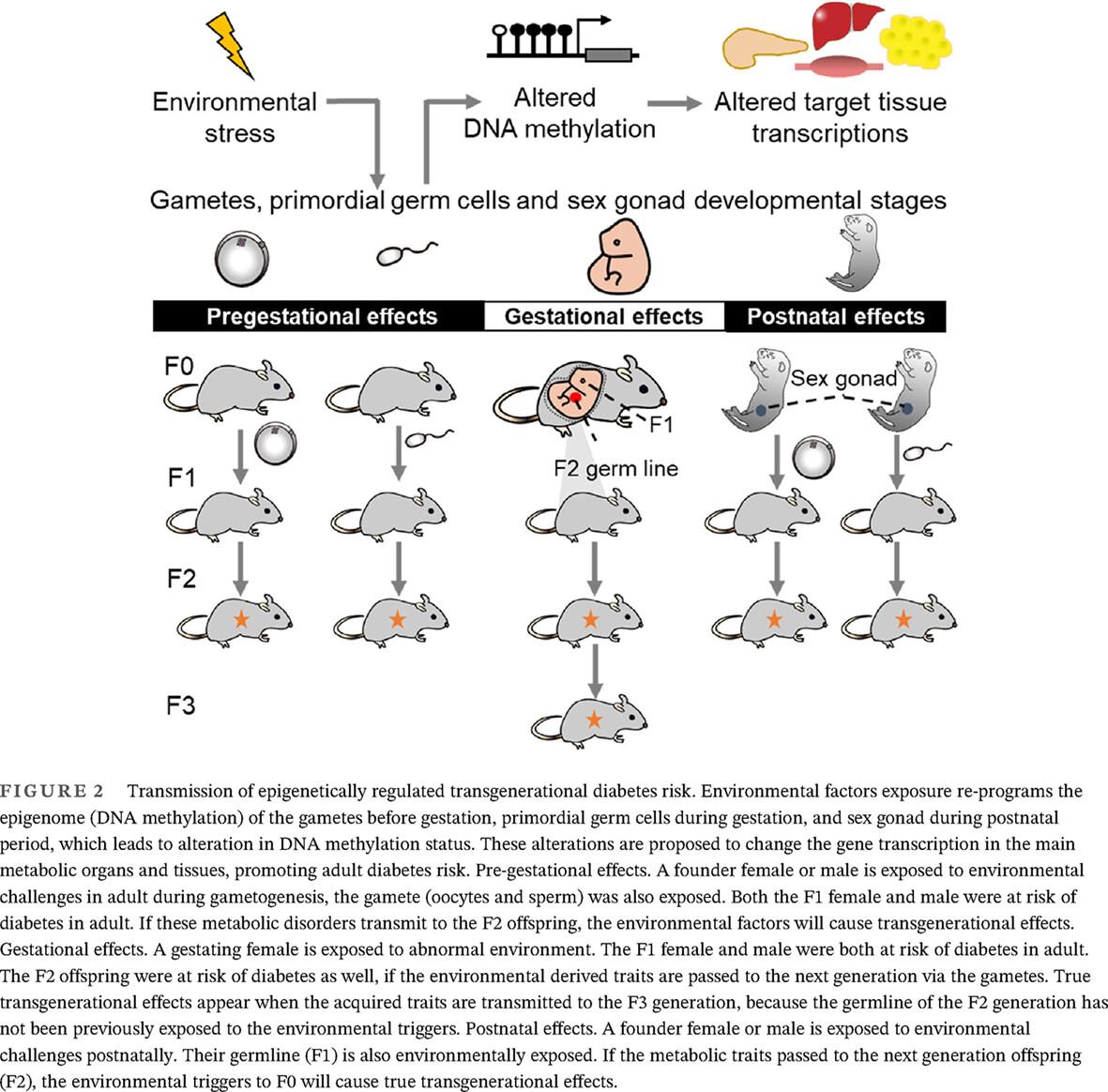 Developmental origins of diabetes mellitus: Environmental epigenomics and emerging patterns
      糖尿病的发育起源:环境表观基因组学和新模式