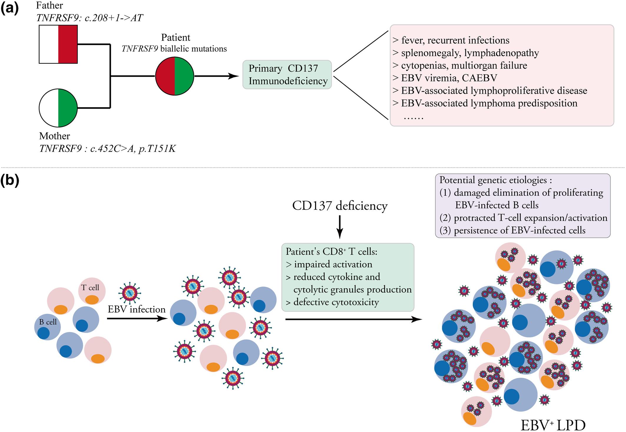 CD137 deficiency because of two novel biallelic TNFRSF9 mutations in a patient presenting with severe EBV-associated lymphoproliferative disease