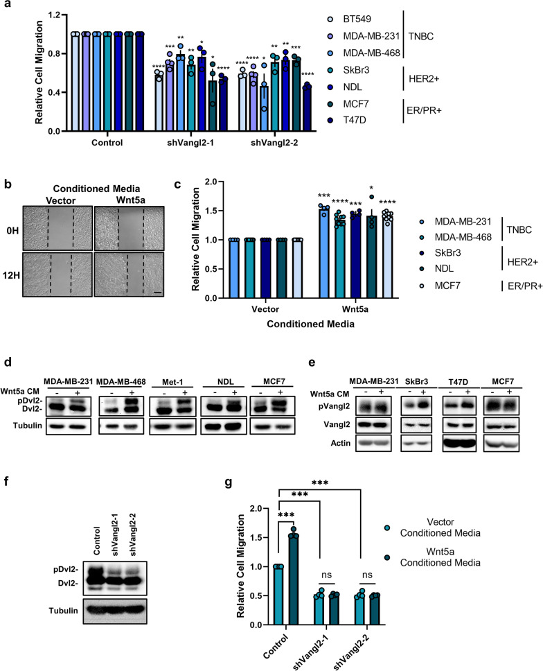 Vangl-dependent Wnt/planar cell polarity signaling mediates collective breast carcinoma motility and distant metastasis.