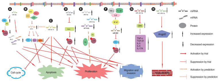 Research Progress on Non-coding RNAs in Cholesteatoma of the Middle Ear.