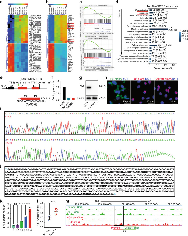 FAR591 promotes the pathogenesis and progression of SONFH by regulating Fos expression to mediate the apoptosis of bone microvascular endothelial cells.