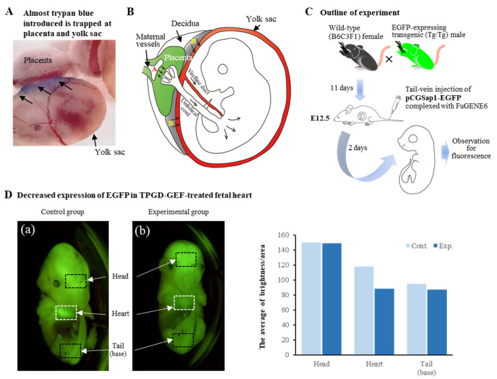 Recent Genome-Editing Approaches toward Post-Implanted Fetuses in Mice.