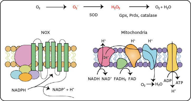 Unbalanced Redox With Autophagy in Cardiovascular Disease.