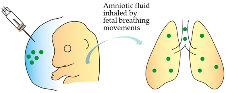 Recent Genome-Editing Approaches toward Post-Implanted Fetuses in Mice.