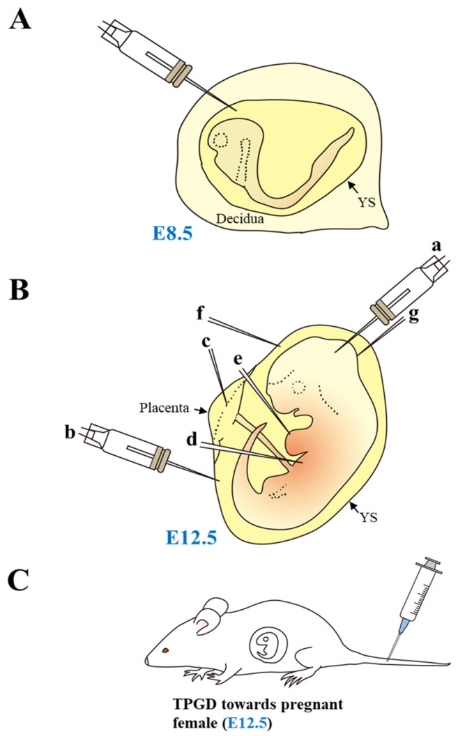 Recent Genome-Editing Approaches toward Post-Implanted Fetuses in Mice.