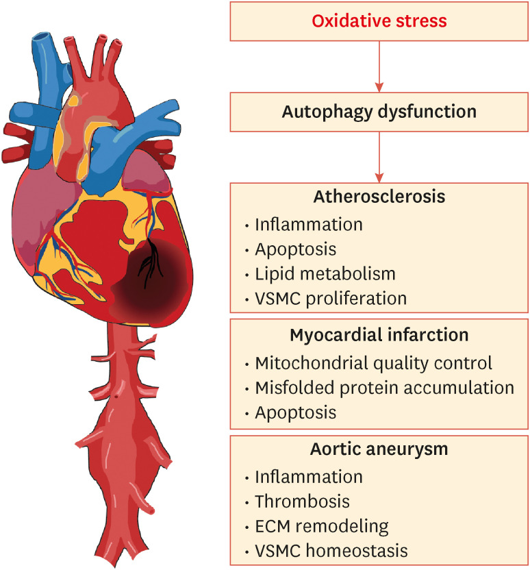 Unbalanced Redox With Autophagy in Cardiovascular Disease.