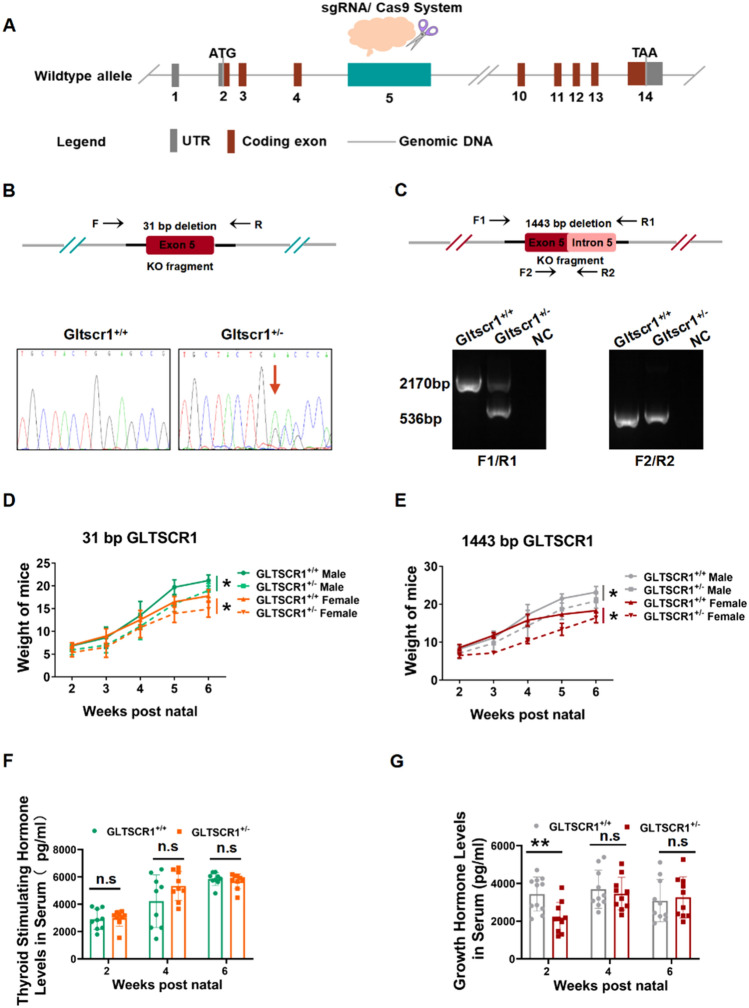 Loss of GLTSCR1 causes congenital heart defects by regulating NPPA transcription