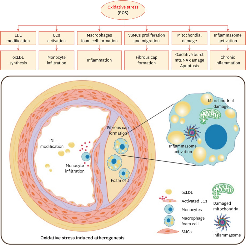 Unbalanced Redox With Autophagy in Cardiovascular Disease.