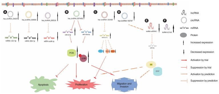 Research Progress on Non-coding RNAs in Cholesteatoma of the Middle Ear.