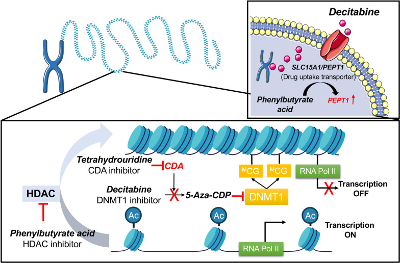 Combined inhibition of histone deacetylase and cytidine deaminase improves epigenetic potency of decitabine in colorectal adenocarcinomas.