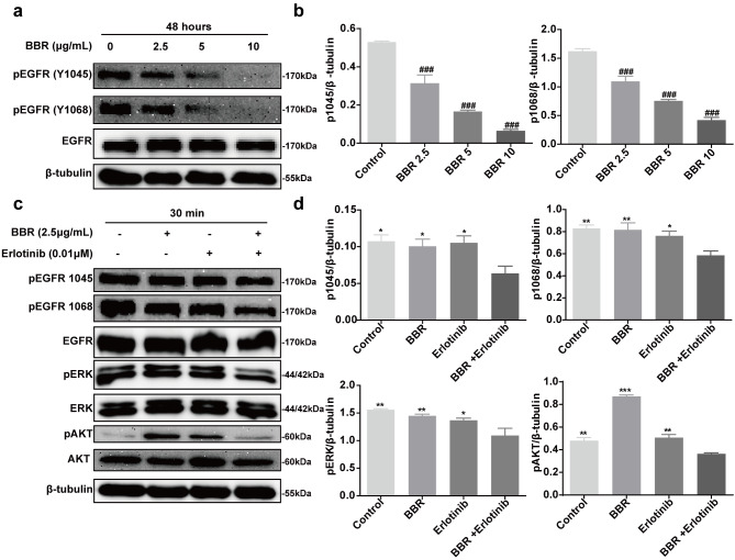 Antitumor effects of erlotinib in combination with berberine in A431 cells.