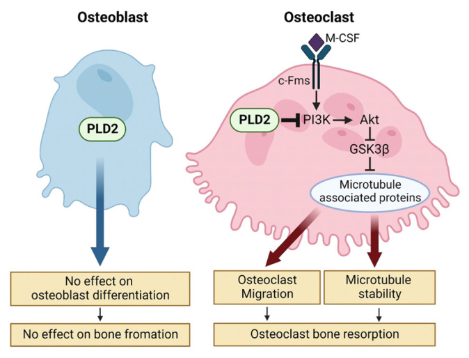 Functional Role of Phospholipase D in Bone Metabolism.