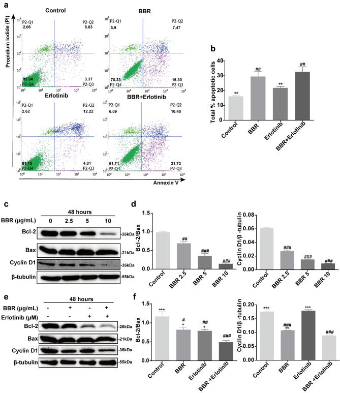 Antitumor effects of erlotinib in combination with berberine in A431 cells.