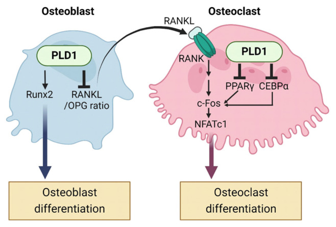 Functional Role of Phospholipase D in Bone Metabolism.