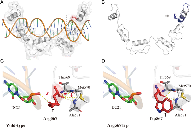 CTCF variant begets to short stature by down-regulation of IGF1.