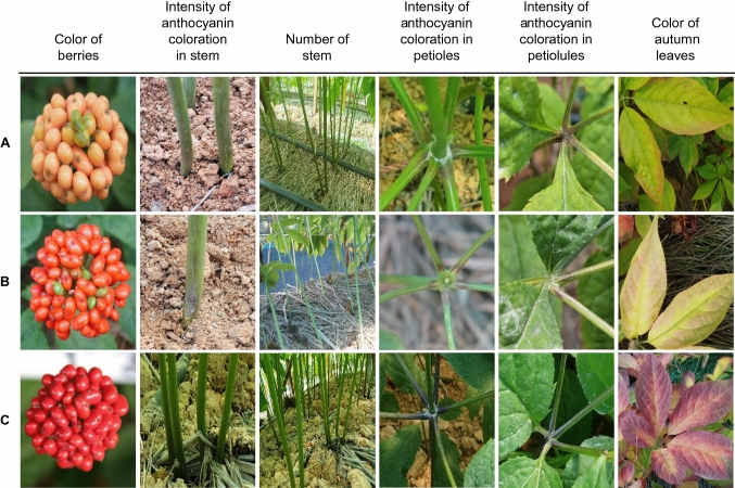 Development and authentication of <i>Panax ginseng</i> cv. Sunhong with high yield and multiple tolerance to heat damage, rusty roots and lodging.