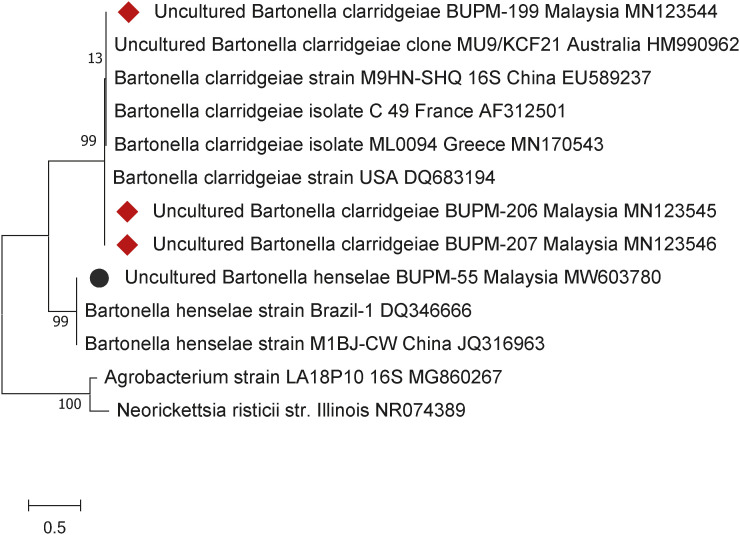 Profiling <i>Bartonella</i> infection and its associated risk factors in shelter cats in Malaysia.