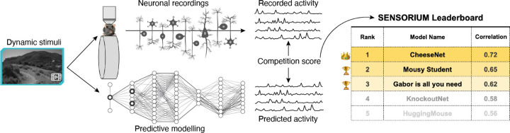 The Dynamic Sensorium competition for predicting large-scale mouse visual cortex activity from videos.