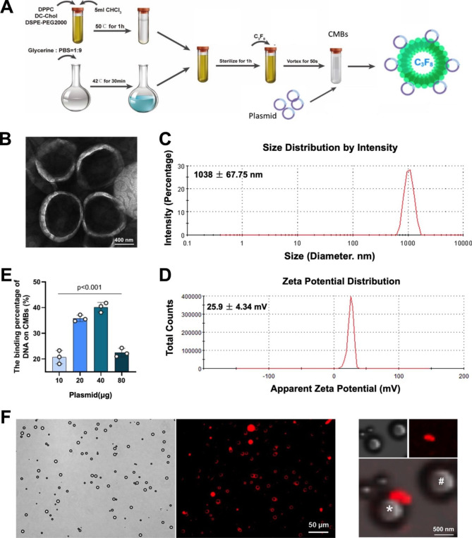 Cardiac-targeted delivery of nuclear receptor RORα via ultrasound targeted microbubble destruction optimizes the benefits of regular dose of melatonin on sepsis-induced cardiomyopathy.