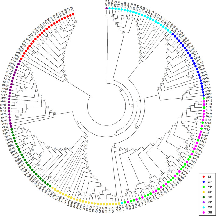 Development and authentication of <i>Panax ginseng</i> cv. Sunhong with high yield and multiple tolerance to heat damage, rusty roots and lodging.