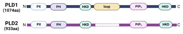 Functional Role of Phospholipase D in Bone Metabolism.