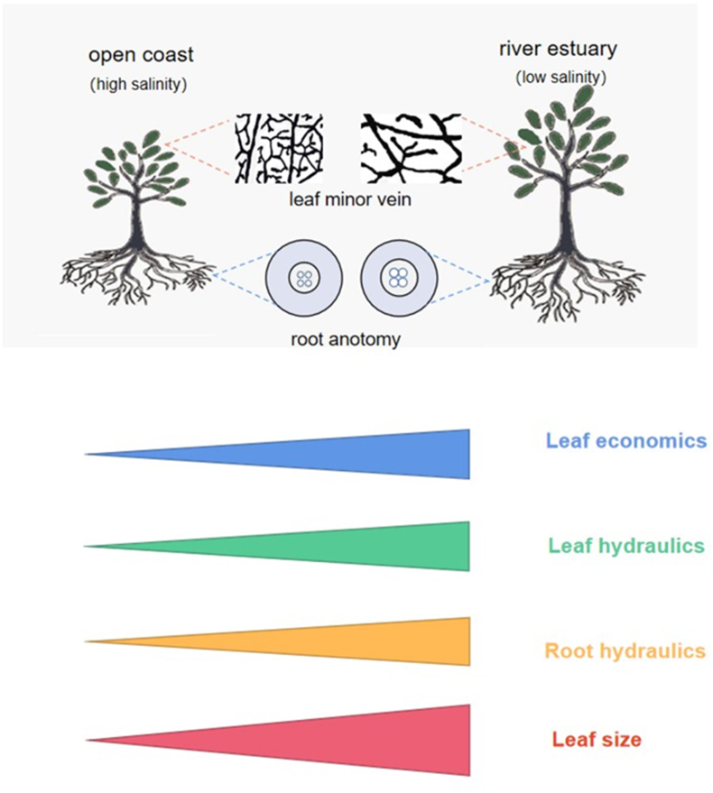 Leaf hydraulics coordinated with leaf economics and leaf size in mangrove species along a salinity gradient