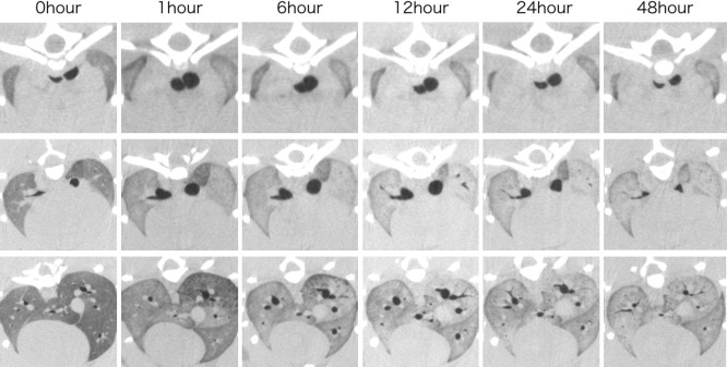 Examination of postmortem changes in the lungs, trachea, and bronchi in a rat model imaged with small-animal computed tomography.