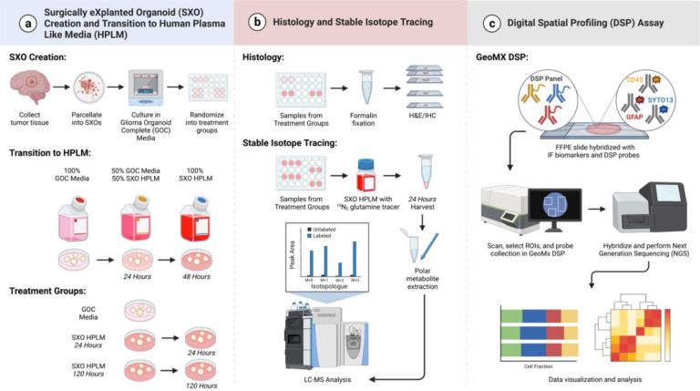 Stable isotope tracing in human plasma-like medium reveals metabolic and immune modulation of the glioblastoma microenvironment.