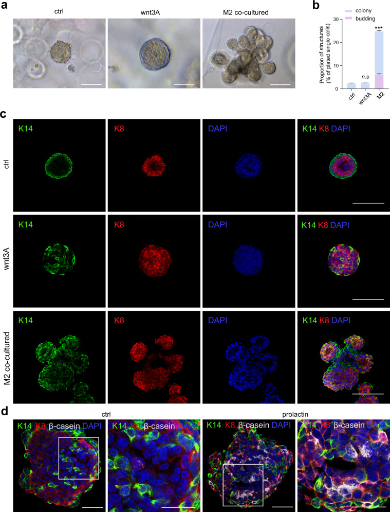 Macrophages maintain mammary stem cell activity and mammary homeostasis via TNF-α-PI3K-Cdk1/Cyclin B1 axis.