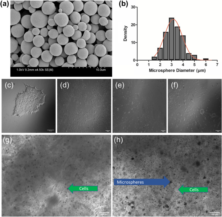 3D bioprinting patient-derived induced pluripotent stem cell models of Alzheimer's disease using a smart bioink.