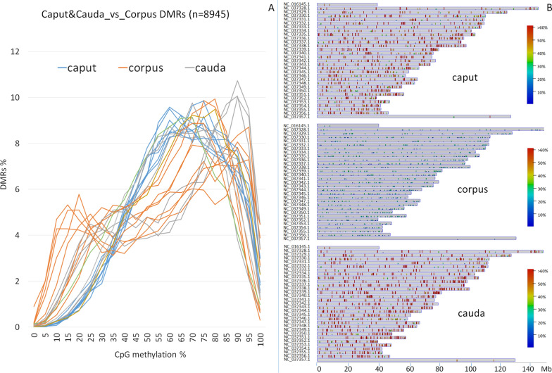 CpG DNA methylation changes during epididymal sperm maturation in bulls.