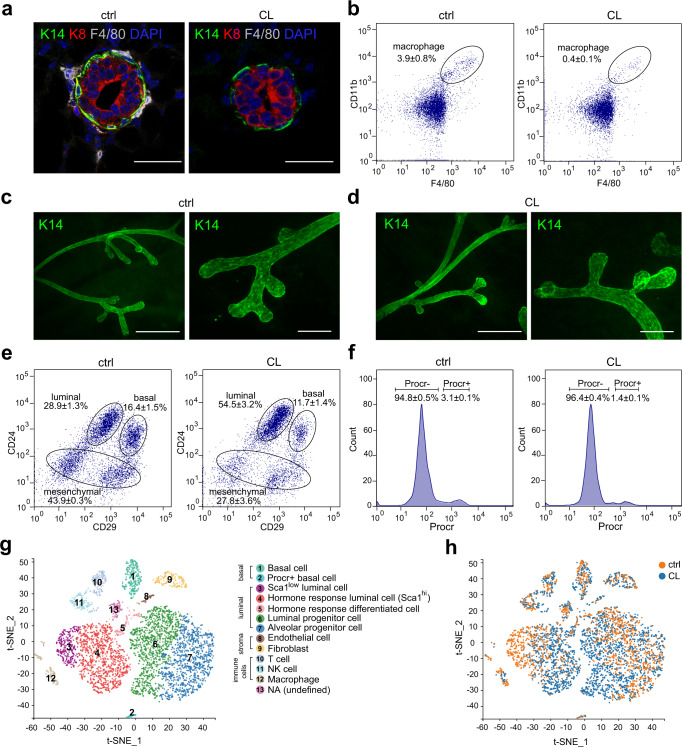 Macrophages maintain mammary stem cell activity and mammary homeostasis via TNF-α-PI3K-Cdk1/Cyclin B1 axis.