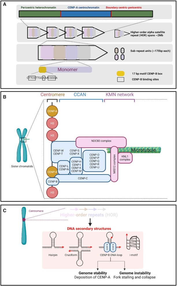 Molecular mechanisms protecting centromeres from self-sabotage and implications for cancer therapy.