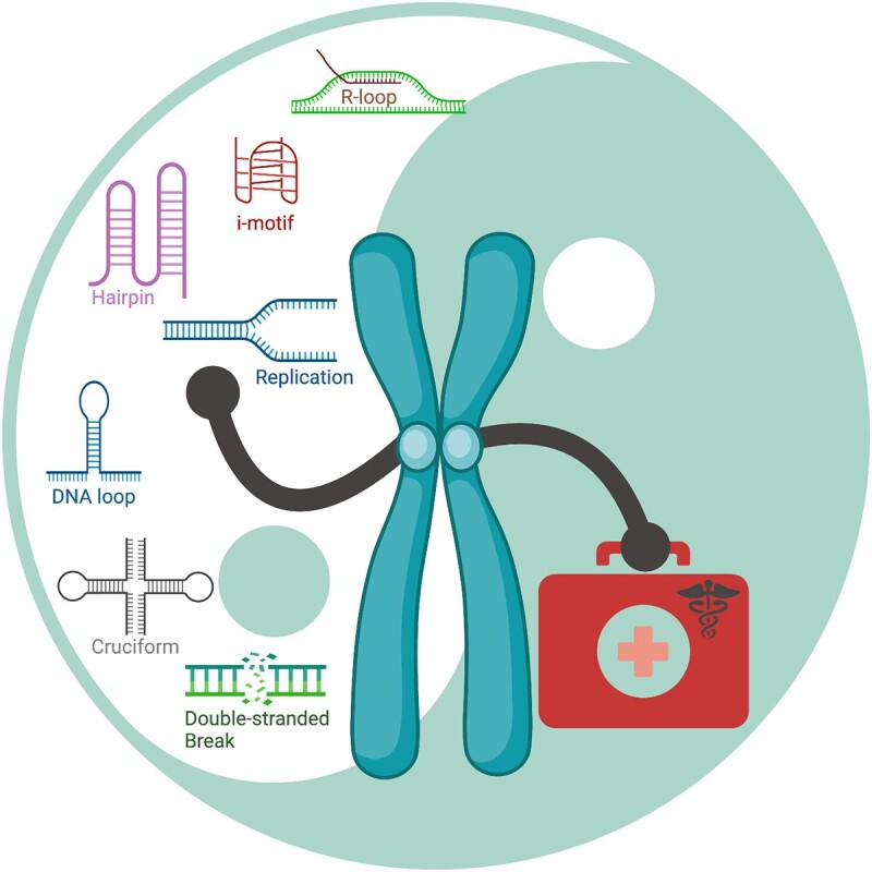 Molecular mechanisms protecting centromeres from self-sabotage and implications for cancer therapy.