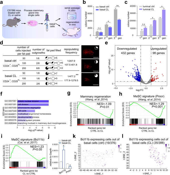 Macrophages maintain mammary stem cell activity and mammary homeostasis via TNF-α-PI3K-Cdk1/Cyclin B1 axis.