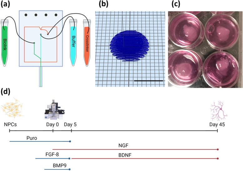 3D bioprinting patient-derived induced pluripotent stem cell models of Alzheimer's disease using a smart bioink.