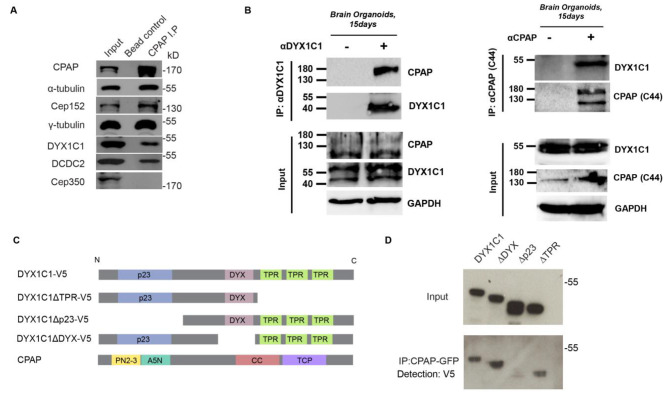 Genetic and protein interaction studies between the ciliary dyslexia candidate genes DYX1C1 and DCDC2.