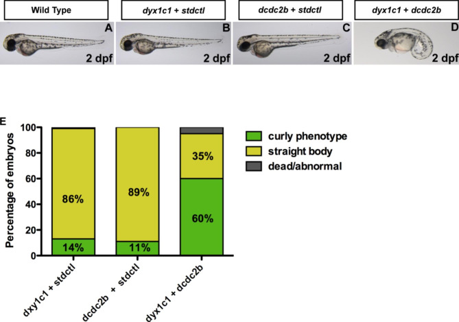 Genetic and protein interaction studies between the ciliary dyslexia candidate genes DYX1C1 and DCDC2.