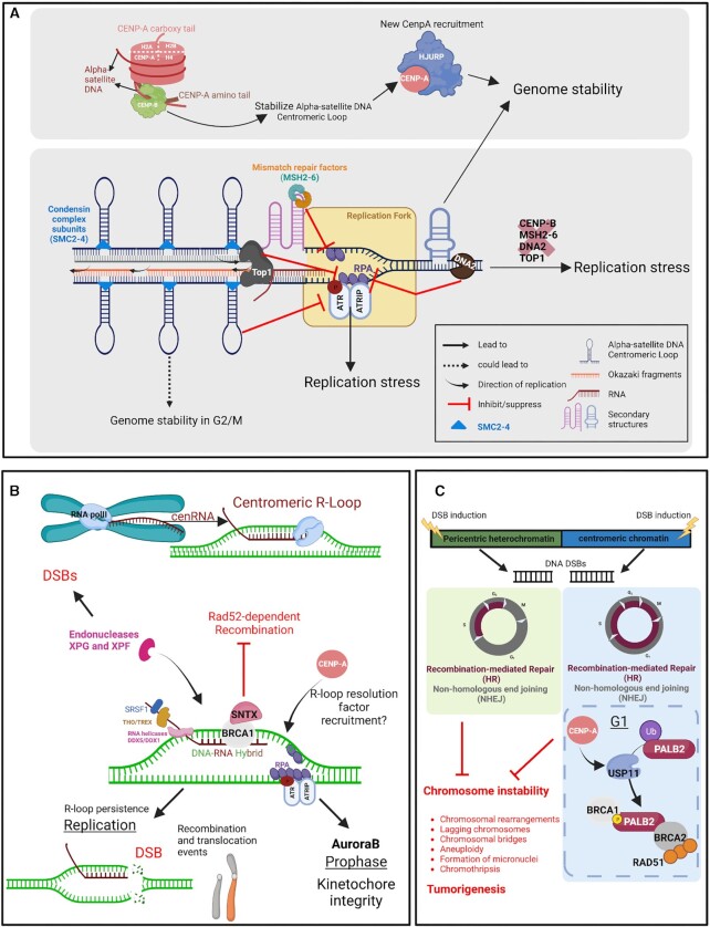 Molecular mechanisms protecting centromeres from self-sabotage and implications for cancer therapy.