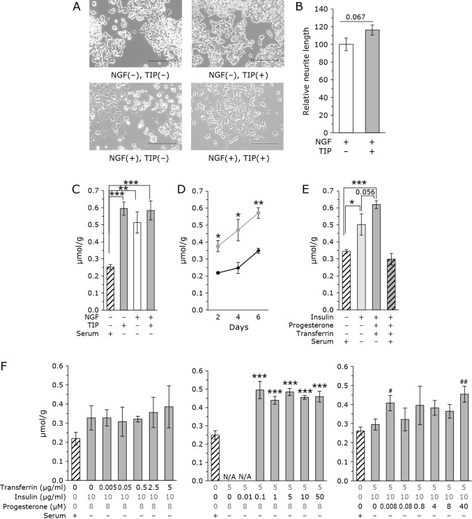 Transferrin, insulin, and progesterone modulate intracellular concentrations of coenzyme Q and cholesterol, products of the mevalonate pathway, in undifferentiated PC12 cells.