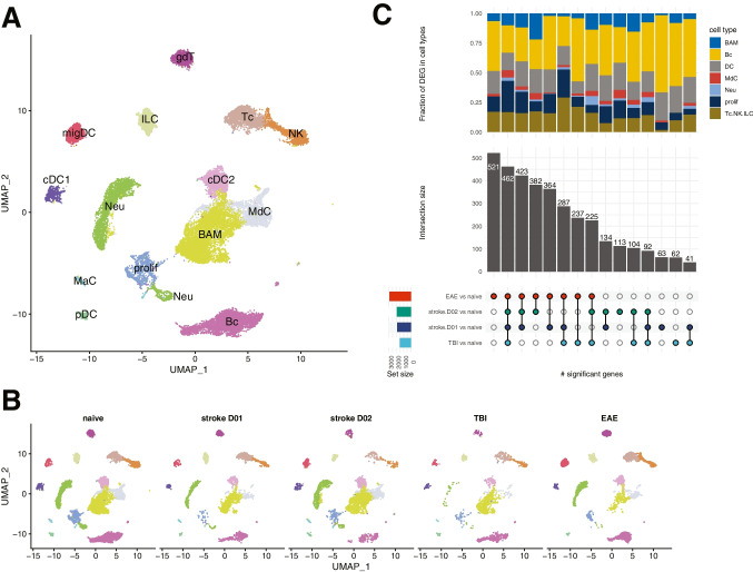 Immune compartments at the brain's borders in health and neurovascular diseases.