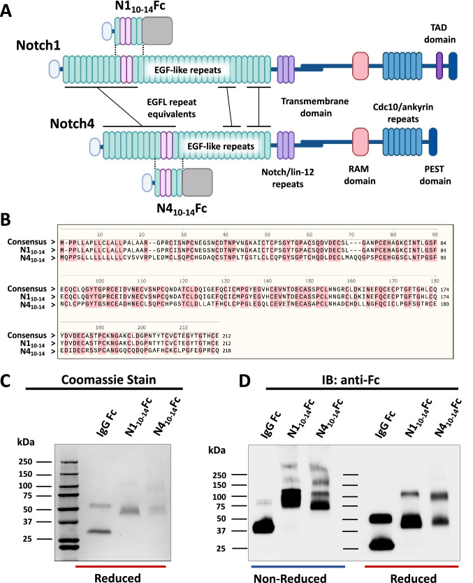 Notch1 and Notch4 core binding domain peptibodies exhibit distinct ligand-binding and anti-angiogenic properties