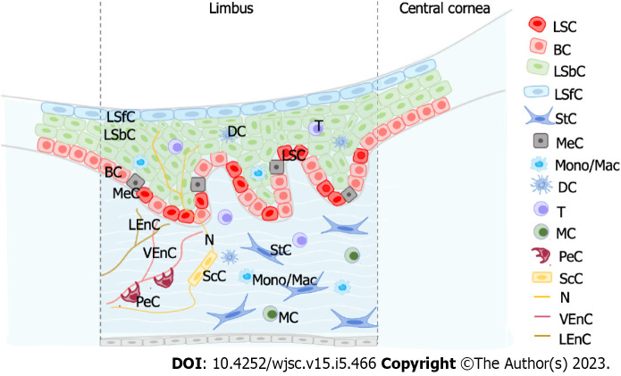 Single-cell RNA sequencing in cornea research: Insights into limbal stem cells and their niche regulation.