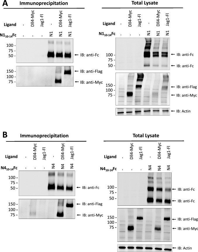 Notch1 and Notch4 core binding domain peptibodies exhibit distinct ligand-binding and anti-angiogenic properties