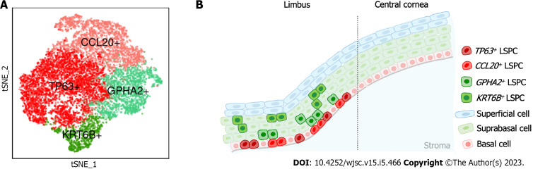 Single-cell RNA sequencing in cornea research: Insights into limbal stem cells and their niche regulation.