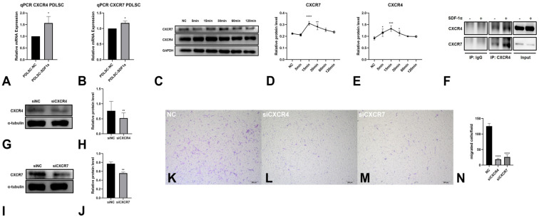 The Role of SDF-1α-CXCR4/CXCR7 in Migration of Human Periodontal Ligament Stem Cells.