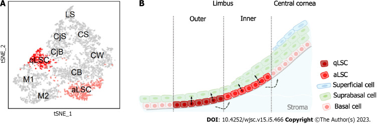 Single-cell RNA sequencing in cornea research: Insights into limbal stem cells and their niche regulation.